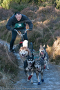 Class C2 - Racing Team competing in the Siberian Husky Club of GB Sled Dog Rally 2009, Glenmore Forest Park, Aviemore, Inverness-shire