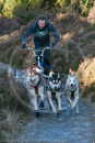 Class C2 - Racing Team competing in the Siberian Husky Club of GB Sled Dog Rally 2009, Glenmore Forest Park, Aviemore, Inverness-shire