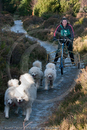 Class C2 - Racing Team competing in the Siberian Husky Club of GB Sled Dog Rally 2009, Glenmore Forest Park, Aviemore, Inverness-shire