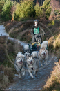 Class C2 - Racing Team competing in the Siberian Husky Club of GB Sled Dog Rally 2009, Glenmore Forest Park, Aviemore, Inverness-shire
