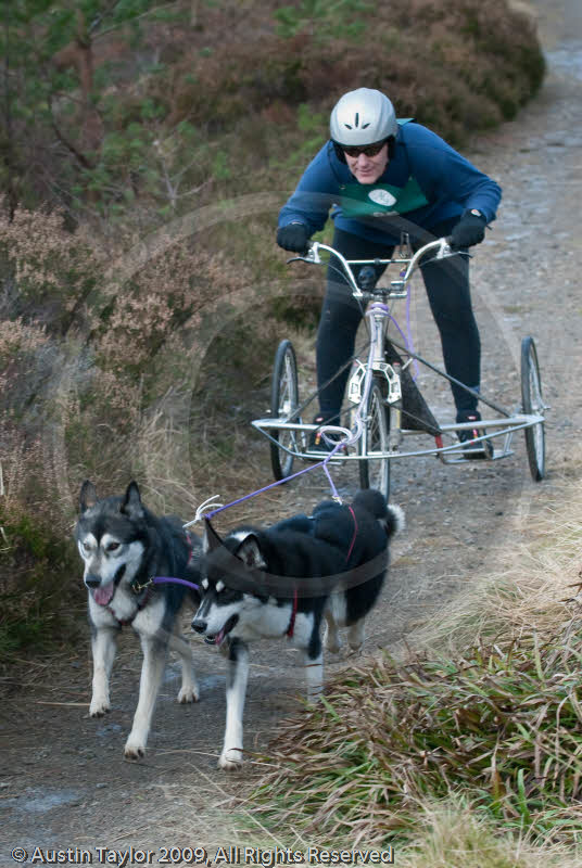 Class D - Racing Team competing in the Siberian Husky Club of GB Sled Dog Rally 2009, Glenmore Forest Park, Aviemore, Inverness-shire