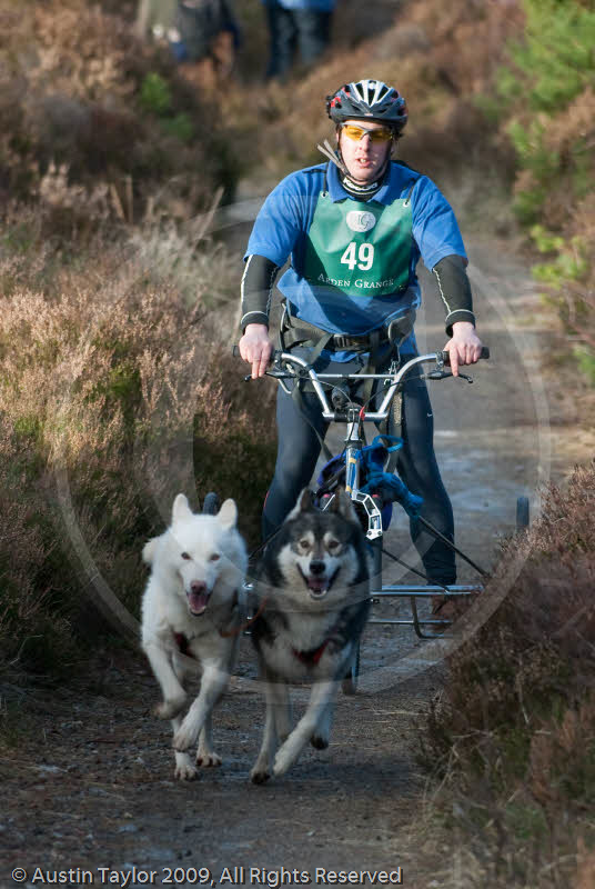 Class D - Racing Team competing in the Siberian Husky Club of GB Sled Dog Rally 2009, Glenmore Forest Park, Aviemore, Inverness-shire