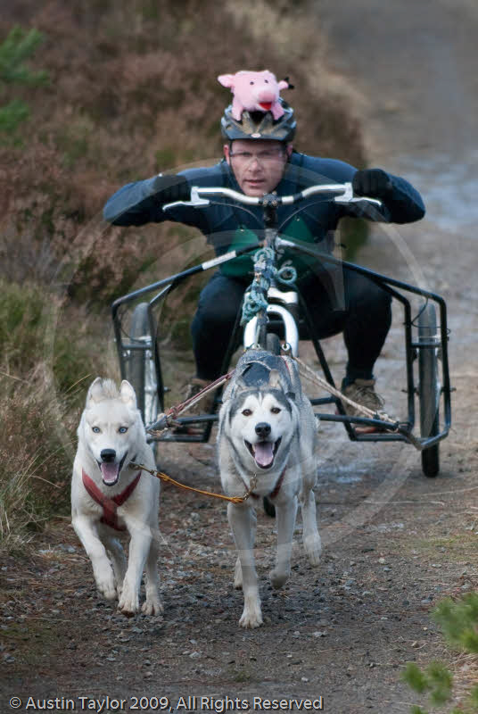 Class D - Racing Team competing in the Siberian Husky Club of GB Sled Dog Rally 2009, Glenmore Forest Park, Aviemore, Inverness-shire