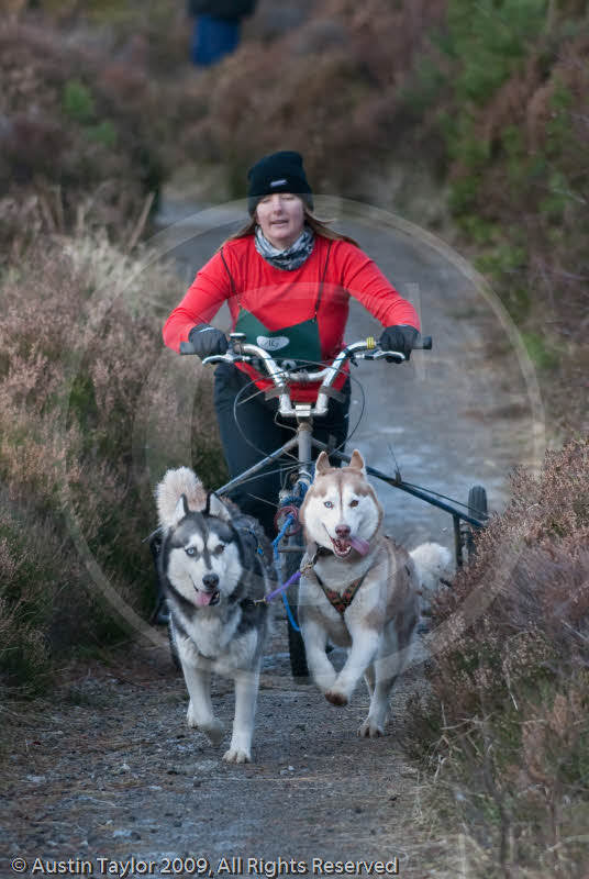Class D - Racing Team competing in the Siberian Husky Club of GB Sled Dog Rally 2009, Glenmore Forest Park, Aviemore, Inverness-shire