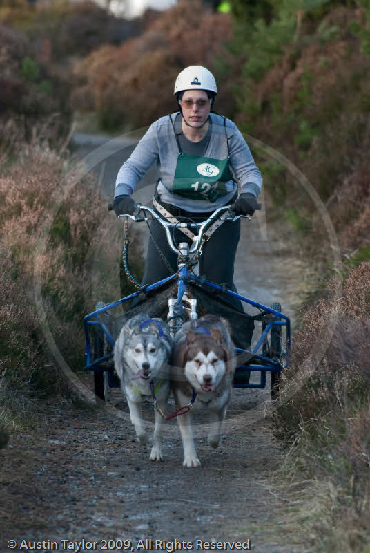 Class D - Racing Team competing in the Siberian Husky Club of GB Sled Dog Rally 2009, Glenmore Forest Park, Aviemore, Inverness-shire
