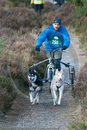 Class D - Racing Team competing in the Siberian Husky Club of GB Sled Dog Rally 2009, Glenmore Forest Park, Aviemore, Inverness-shire