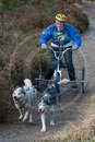Class D - Racing Team competing in the Siberian Husky Club of GB Sled Dog Rally 2009, Glenmore Forest Park, Aviemore, Inverness-shire