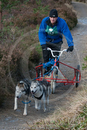 Class D - Racing Team competing in the Siberian Husky Club of GB Sled Dog Rally 2009, Glenmore Forest Park, Aviemore, Inverness-shire