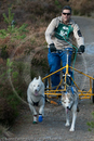 Class D - Racing Team competing in the Siberian Husky Club of GB Sled Dog Rally 2009, Glenmore Forest Park, Aviemore, Inverness-shire