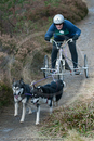 Class D - Racing Team competing in the Siberian Husky Club of GB Sled Dog Rally 2009, Glenmore Forest Park, Aviemore, Inverness-shire