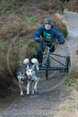 Class D - Racing Team competing in the Siberian Husky Club of GB Sled Dog Rally 2009, Glenmore Forest Park, Aviemore, Inverness-shire