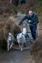 Class D - Racing Team competing in the Siberian Husky Club of GB Sled Dog Rally 2009, Glenmore Forest Park, Aviemore, Inverness-shire