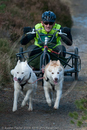Class D - Racing Team competing in the Siberian Husky Club of GB Sled Dog Rally 2009, Glenmore Forest Park, Aviemore, Inverness-shire