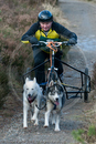 Class D - Racing Team competing in the Siberian Husky Club of GB Sled Dog Rally 2009, Glenmore Forest Park, Aviemore, Inverness-shire