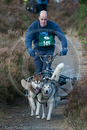 Class D - Racing Team competing in the Siberian Husky Club of GB Sled Dog Rally 2009, Glenmore Forest Park, Aviemore, Inverness-shire