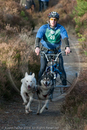 Class D - Racing Team competing in the Siberian Husky Club of GB Sled Dog Rally 2009, Glenmore Forest Park, Aviemore, Inverness-shire