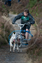 Class D - Racing Team competing in the Siberian Husky Club of GB Sled Dog Rally 2009, Glenmore Forest Park, Aviemore, Inverness-shire