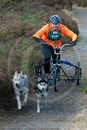 Class D - Racing Team competing in the Siberian Husky Club of GB Sled Dog Rally 2009, Glenmore Forest Park, Aviemore, Inverness-shire