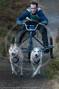 Class D - Racing Team competing in the Siberian Husky Club of GB Sled Dog Rally 2009, Glenmore Forest Park, Aviemore, Inverness-shire