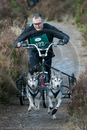Class D - Racing Team competing in the Siberian Husky Club of GB Sled Dog Rally 2009, Glenmore Forest Park, Aviemore, Inverness-shire
