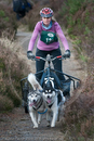 Class D - Racing Team competing in the Siberian Husky Club of GB Sled Dog Rally 2009, Glenmore Forest Park, Aviemore, Inverness-shire