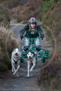 Class D - Racing Team competing in the Siberian Husky Club of GB Sled Dog Rally 2009, Glenmore Forest Park, Aviemore, Inverness-shire