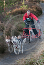 Class D - Racing Team competing in the Siberian Husky Club of GB Sled Dog Rally 2009, Glenmore Forest Park, Aviemore, Inverness-shire