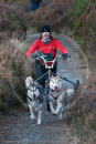 Class D - Racing Team competing in the Siberian Husky Club of GB Sled Dog Rally 2009, Glenmore Forest Park, Aviemore, Inverness-shire