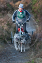 Class D - Racing Team competing in the Siberian Husky Club of GB Sled Dog Rally 2009, Glenmore Forest Park, Aviemore, Inverness-shire