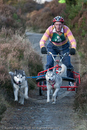 Class D - Racing Team competing in the Siberian Husky Club of GB Sled Dog Rally 2009, Glenmore Forest Park, Aviemore, Inverness-shire