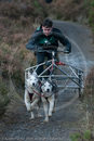 Class D - Racing Team competing in the Siberian Husky Club of GB Sled Dog Rally 2009, Glenmore Forest Park, Aviemore, Inverness-shire