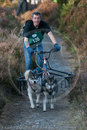 Class D - Racing Team competing in the Siberian Husky Club of GB Sled Dog Rally 2009, Glenmore Forest Park, Aviemore, Inverness-shire