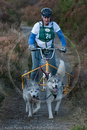 Class D - Racing Team competing in the Siberian Husky Club of GB Sled Dog Rally 2009, Glenmore Forest Park, Aviemore, Inverness-shire