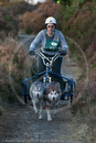 Class D - Racing Team competing in the Siberian Husky Club of GB Sled Dog Rally 2009, Glenmore Forest Park, Aviemore, Inverness-shire