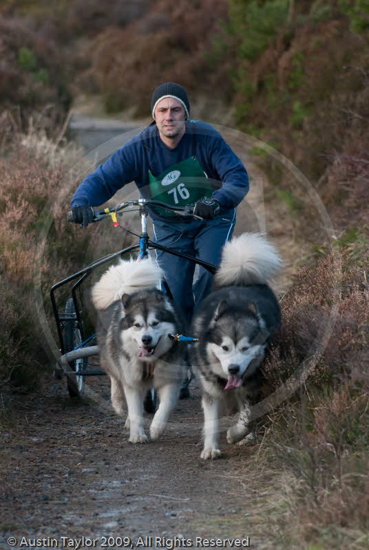 Class D2 - Racing Team competing in the Siberian Husky Club of GB Sled Dog Rally 2009, Glenmore Forest Park, Aviemore, Inverness-shire