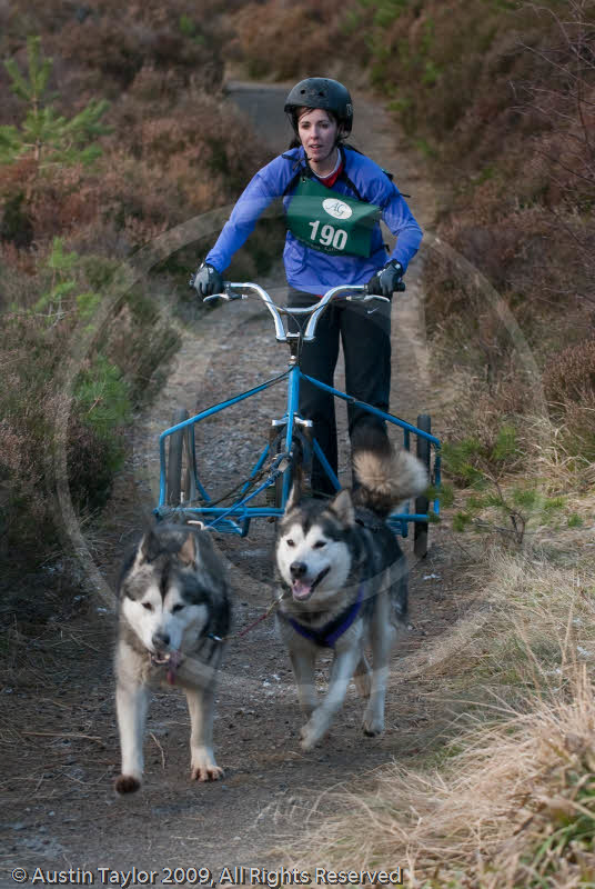 Class D2 - Racing Team competing in the Siberian Husky Club of GB Sled Dog Rally 2009, Glenmore Forest Park, Aviemore, Inverness-shire
