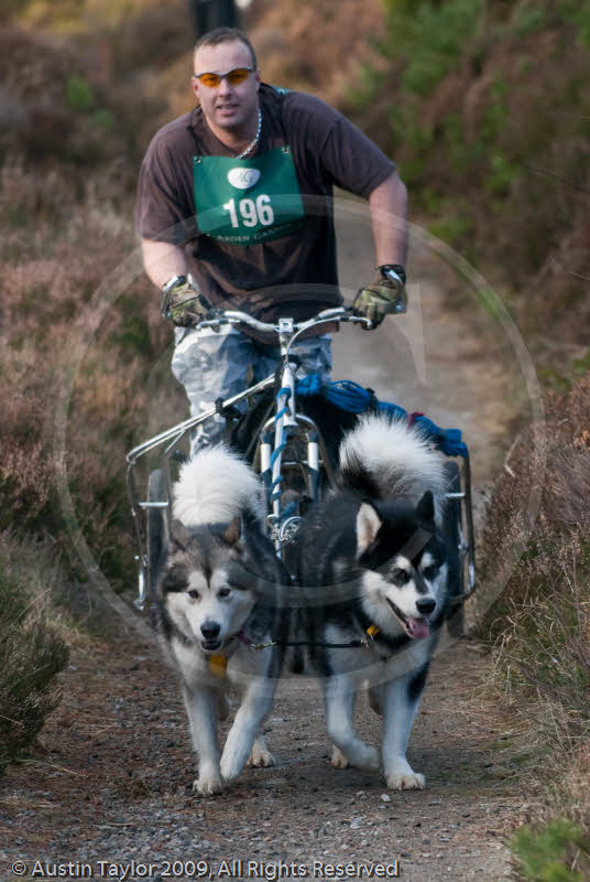 Class D2 - Racing Team competing in the Siberian Husky Club of GB Sled Dog Rally 2009, Glenmore Forest Park, Aviemore, Inverness-shire