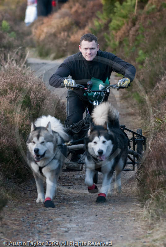 Class D2 - Racing Team competing in the Siberian Husky Club of GB Sled Dog Rally 2009, Glenmore Forest Park, Aviemore, Inverness-shire