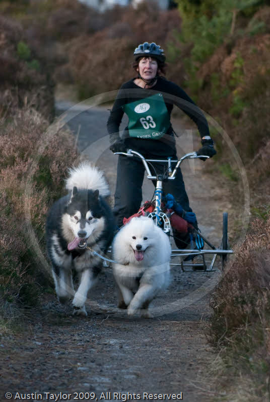 Class D2 - Racing Team competing in the Siberian Husky Club of GB Sled Dog Rally 2009, Glenmore Forest Park, Aviemore, Inverness-shire