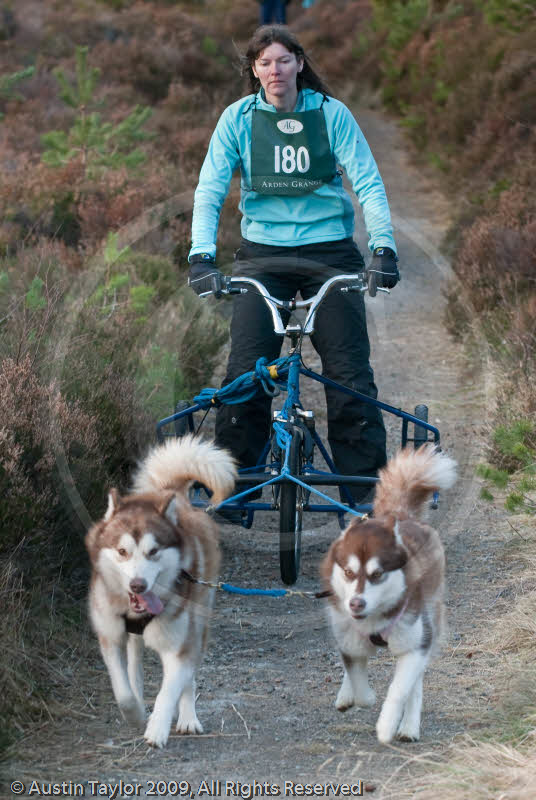 Class D2 - Racing Team competing in the Siberian Husky Club of GB Sled Dog Rally 2009, Glenmore Forest Park, Aviemore, Inverness-shire
