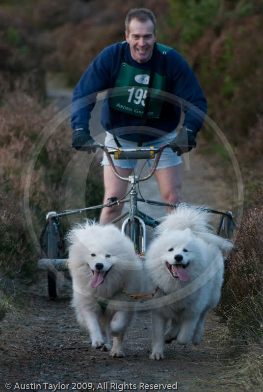 Class D2 - Racing Team competing in the Siberian Husky Club of GB Sled Dog Rally 2009, Glenmore Forest Park, Aviemore, Inverness-shire