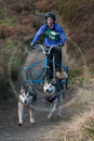 Class D2 - Racing Team competing in the Siberian Husky Club of GB Sled Dog Rally 2009, Glenmore Forest Park, Aviemore, Inverness-shire