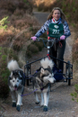 Class D2 - Racing Team competing in the Siberian Husky Club of GB Sled Dog Rally 2009, Glenmore Forest Park, Aviemore, Inverness-shire