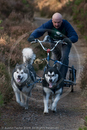 Class D2 - Racing Team competing in the Siberian Husky Club of GB Sled Dog Rally 2009, Glenmore Forest Park, Aviemore, Inverness-shire