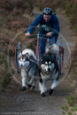 Class D2 - Racing Team competing in the Siberian Husky Club of GB Sled Dog Rally 2009, Glenmore Forest Park, Aviemore, Inverness-shire