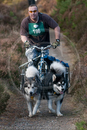 Class D2 - Racing Team competing in the Siberian Husky Club of GB Sled Dog Rally 2009, Glenmore Forest Park, Aviemore, Inverness-shire