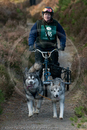 Class D2 - Racing Team competing in the Siberian Husky Club of GB Sled Dog Rally 2009, Glenmore Forest Park, Aviemore, Inverness-shire