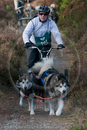 Class D2 - Racing Team competing in the Siberian Husky Club of GB Sled Dog Rally 2009, Glenmore Forest Park, Aviemore, Inverness-shire