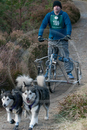 Class D2 - Racing Team competing in the Siberian Husky Club of GB Sled Dog Rally 2009, Glenmore Forest Park, Aviemore, Inverness-shire
