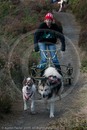 Class D2 - Racing Team competing in the Siberian Husky Club of GB Sled Dog Rally 2009, Glenmore Forest Park, Aviemore, Inverness-shire